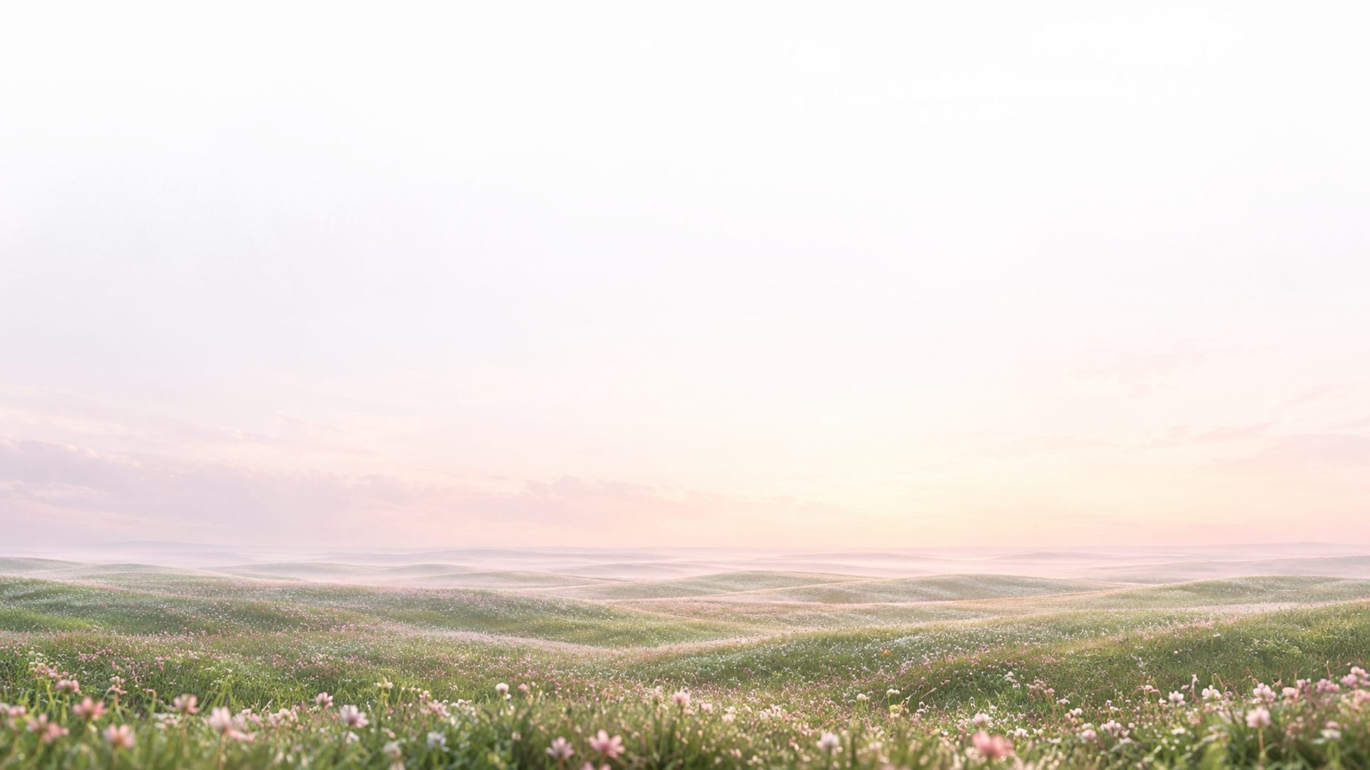 Campo de flores ao amanhecer